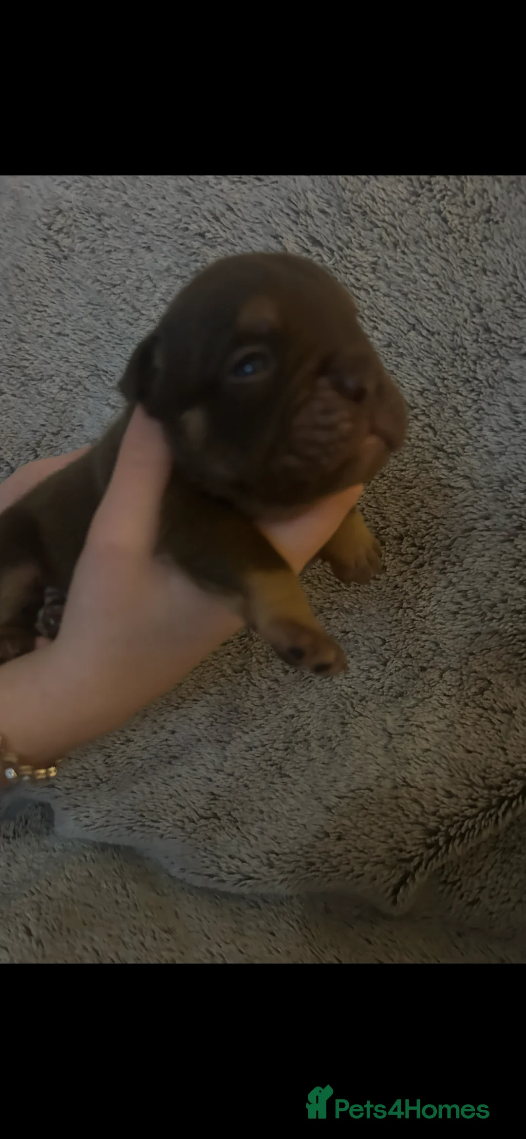 English Bulldog dogs for sale: Stunning pups  - Advert 12