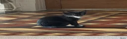 Mixed Breed cats for sale: Kittens for sale  - Advert 9