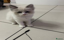 Ragdoll cats for sale: Ragdoll  - Image 2