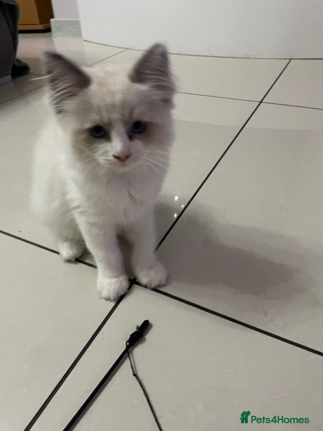Ragdoll cats for sale: Ragdoll  - Image 2
