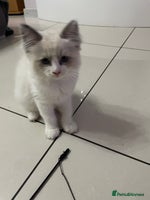Ragdoll cats - Advert 5