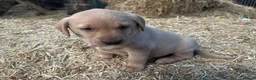 Labrador Retriever dogs for sale: Puppy Red fox labradors  - Advert 8