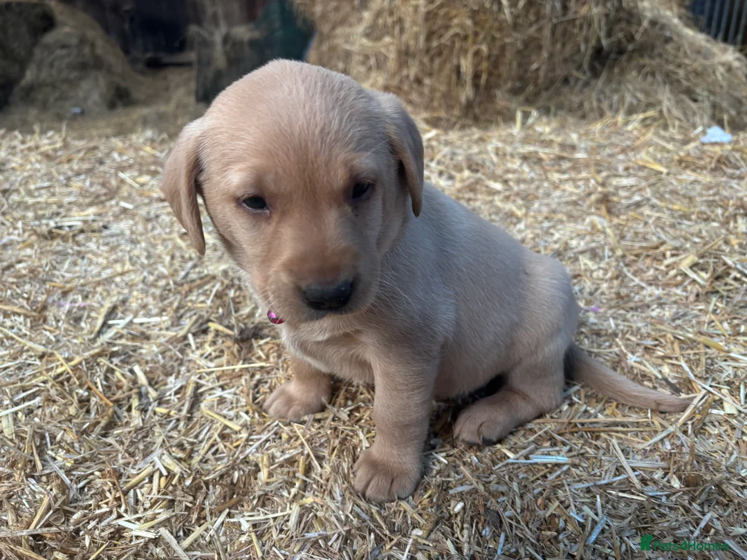 Labrador Retriever dogs for sale: Puppy Red fox labradors  - Advert 8