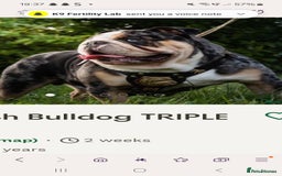 English Bulldog dogs for sale: British bulldog puppies  - Image 4