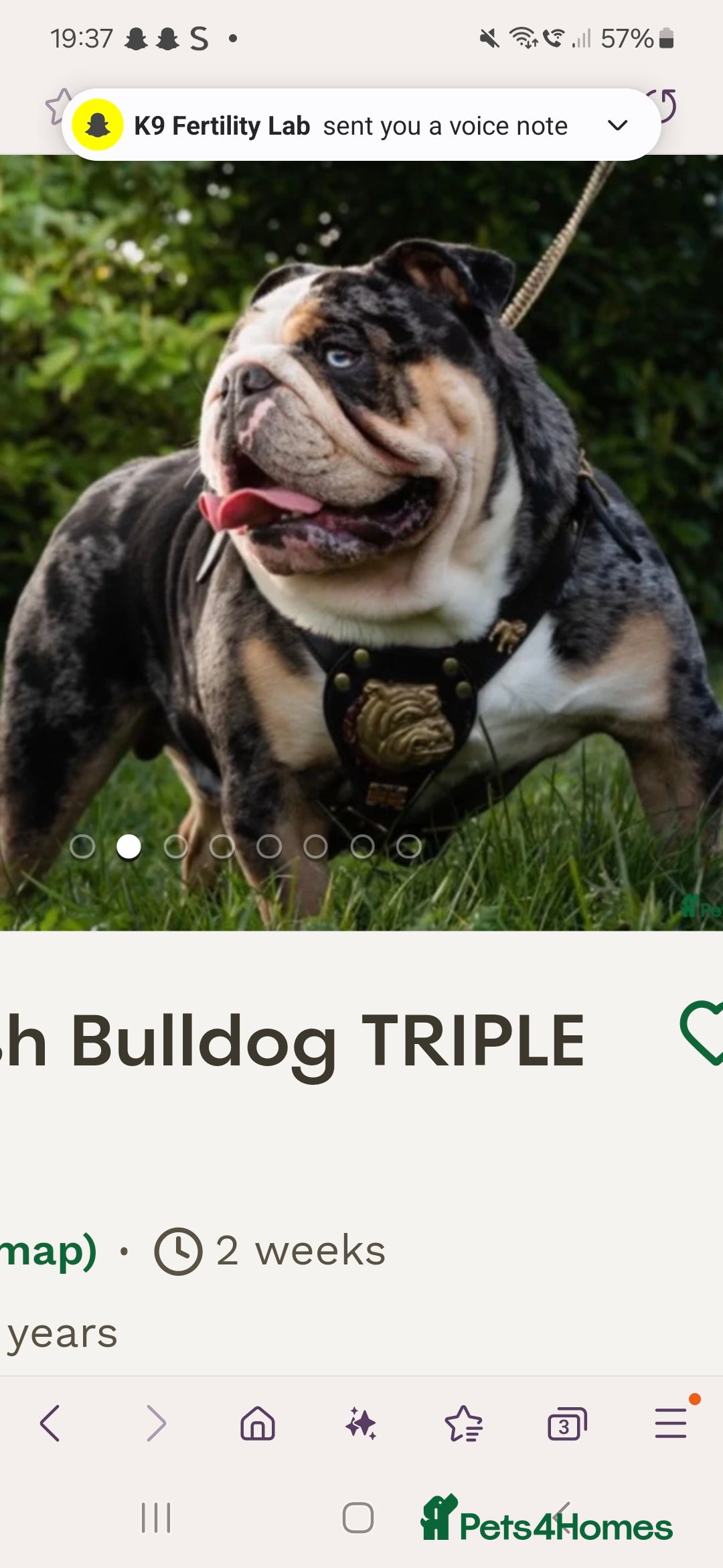 English Bulldog dogs for sale: British bulldog puppies  - Image 4