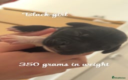 Mixed Breed dogs for sale: Puppies for sale - Image 4