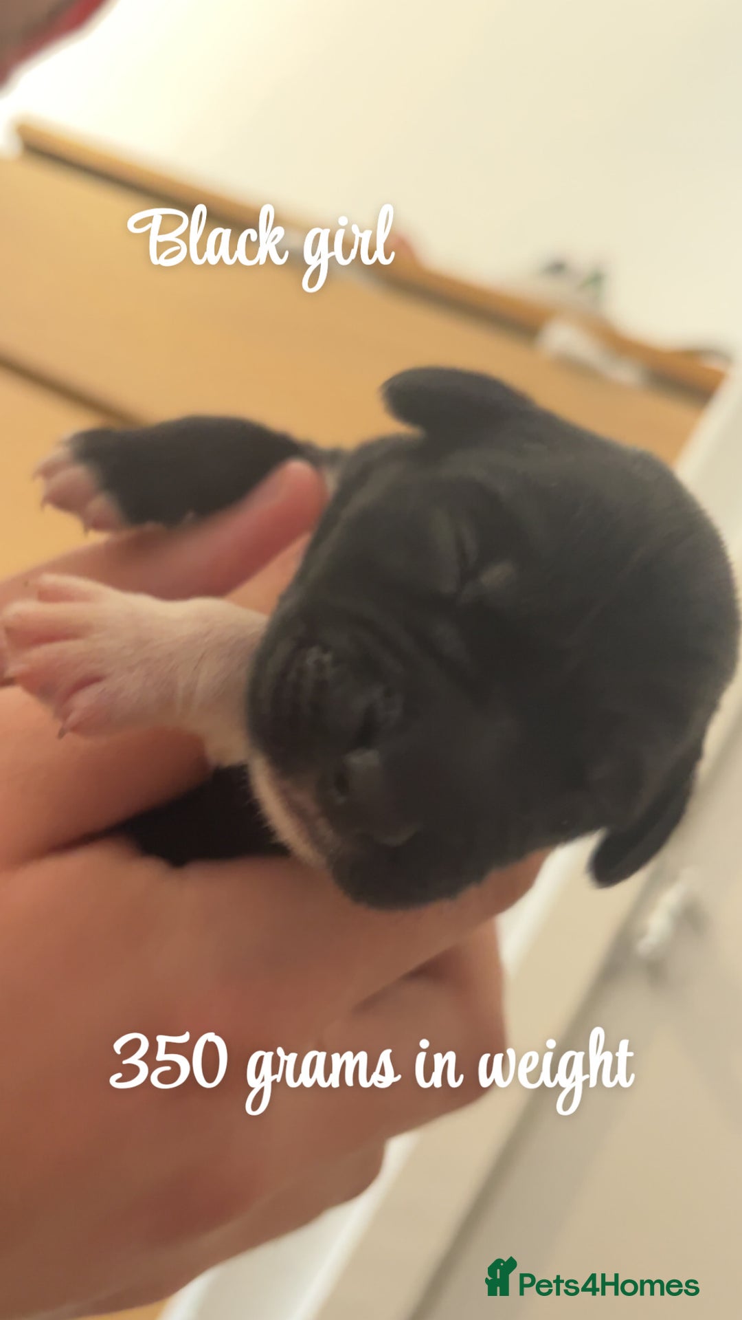 Mixed Breed dogs for sale: Puppies for sale - Image 4