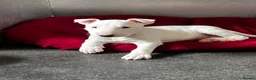 Bull Terrier dogs for sale: Standard Bull terrier pups - Advert 6