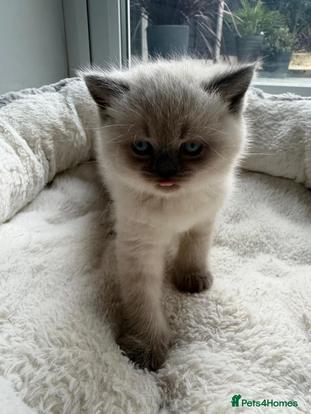 British Shorthair cats for sale: Stunning chunky British shorthair kittens - Advert 9