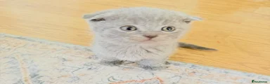 Scottish Fold Kitten 5