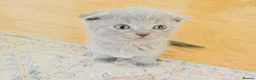 Scottish Fold cats for sale: Adorable Scottish fold kittens - Advert 4