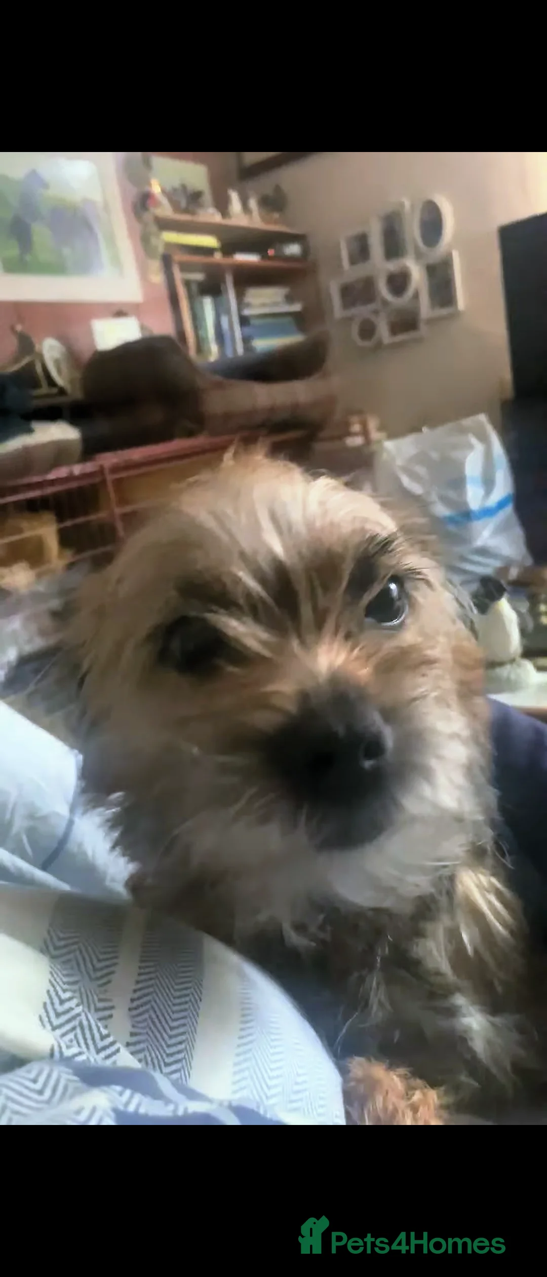 Border Terrier dogs for sale: 3 week old KC Border Terrier puppies for sale  - Advert 5