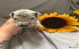 Great Dane dogs for sale: KC Registered Great Dane Puppies. - Image 14