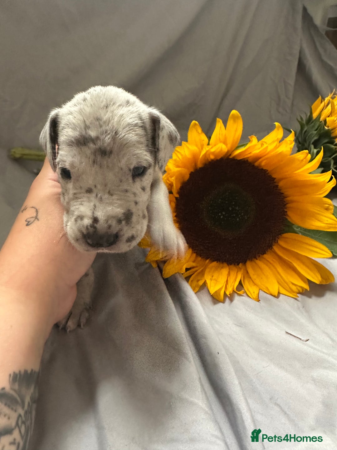 Great Dane dogs for sale: KC Registered Great Dane Puppies. - Image 14
