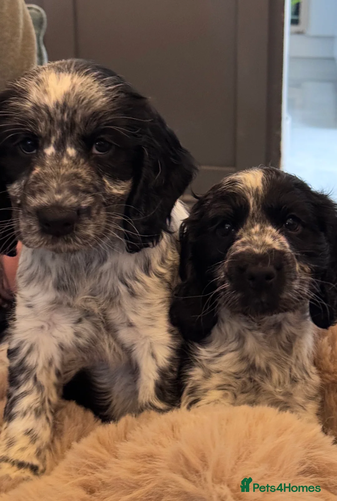 Cocker Spaniel dogs for sale: Blue roan cocker spaniel puppies  - Advert 1