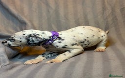 Dalmatian dogs for sale: Ready to Home Dalmatian Puppies  - Image 18