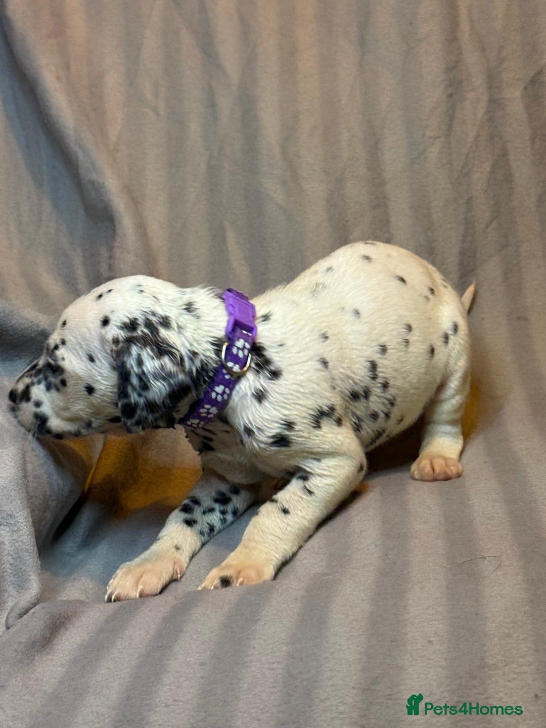 Dalmatian dogs for sale: Ready to Home Dalmatian Puppies  - Image 18