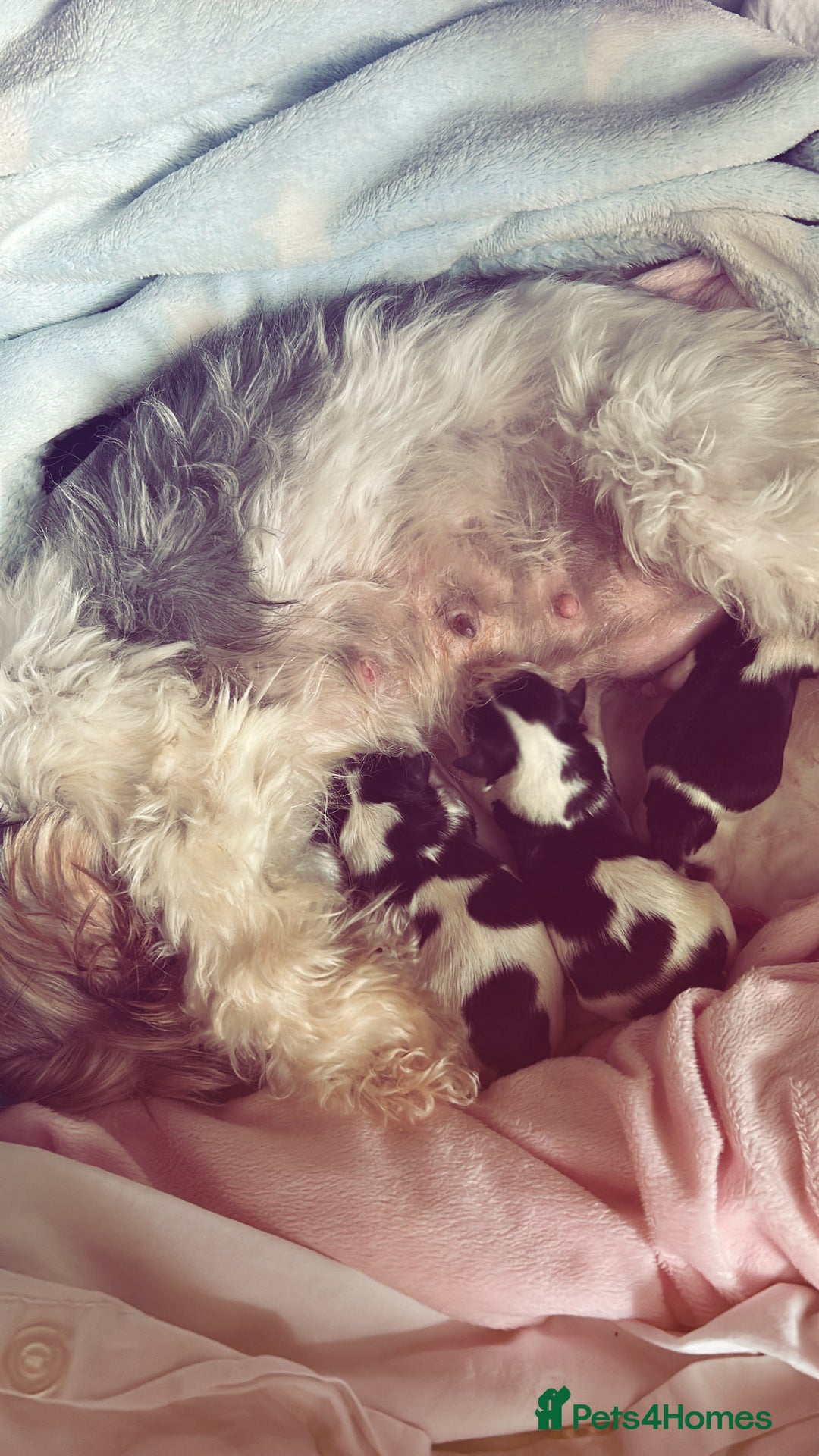 Biewer Terrier dogs for sale: Biewer terrier male puppies for sale - Image 10