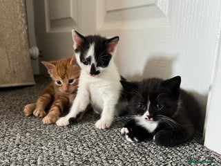 Domestic Shorthair cats - Advert 2