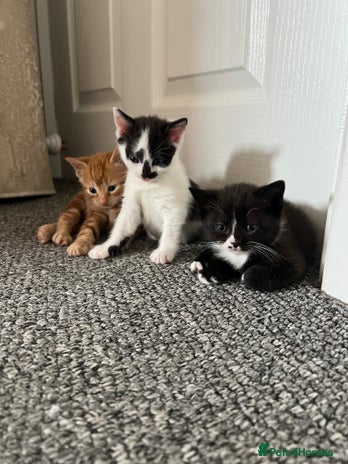 Domestic Shorthair cats - Advert 1