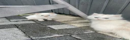 Turkish Angora cats for sale: Beautiful kitty Angoras  - Advert 9