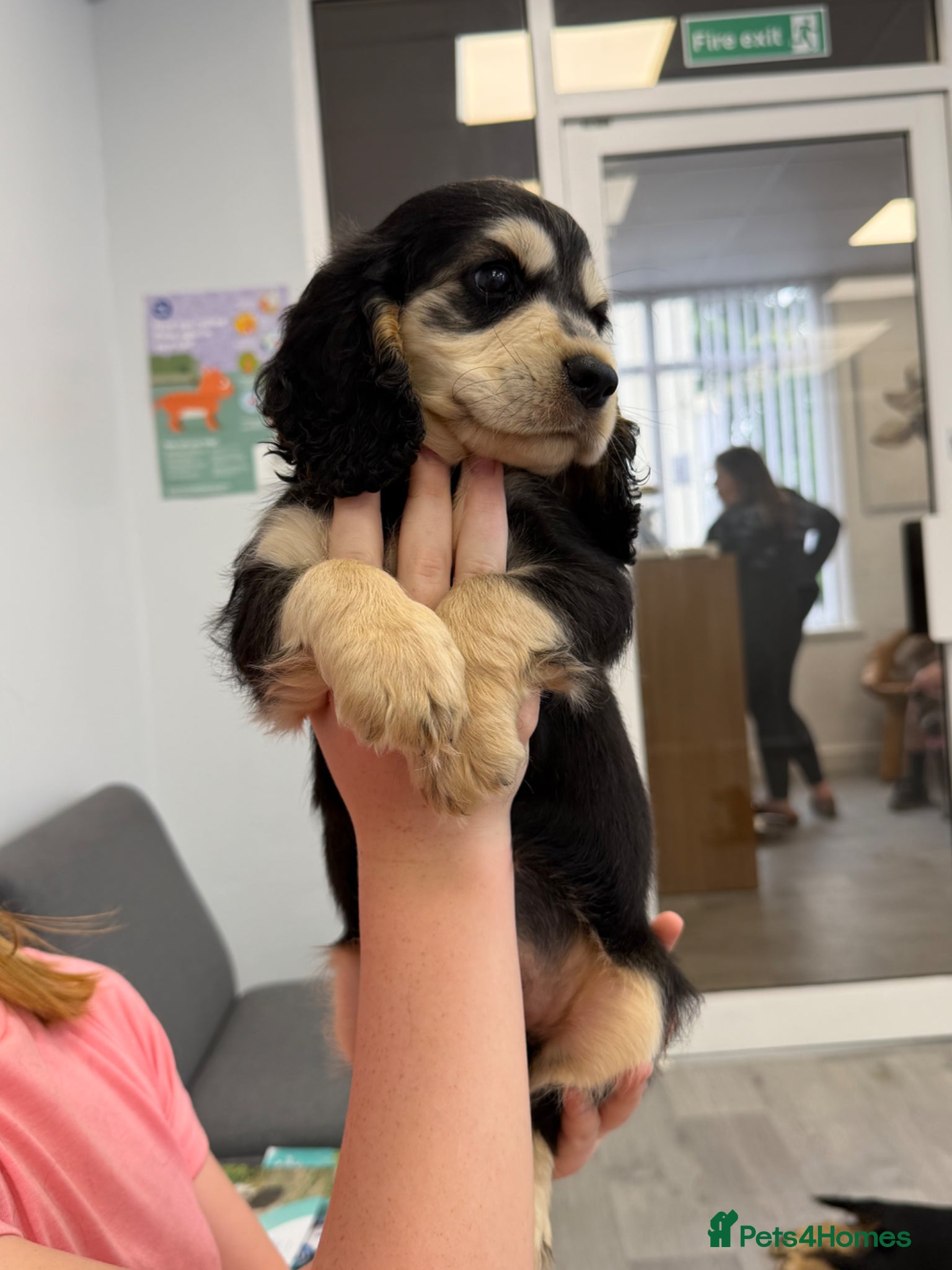 Cocker Spaniel dogs  🚨READY NOW 🚨1 BOY left REDUCED final reduction - Advert 10