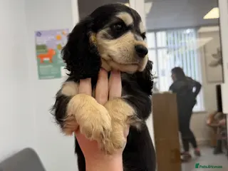 Cocker Spaniel dogs 🚨READY NOW 🚨1 BOY left REDUCED final reduction - Advert 10