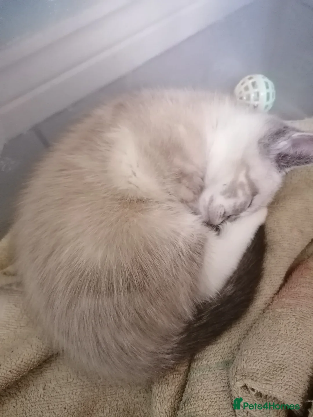 Mixed Breed cats for sale: Sweet Natured Male Kitten Ready now - Advert 8