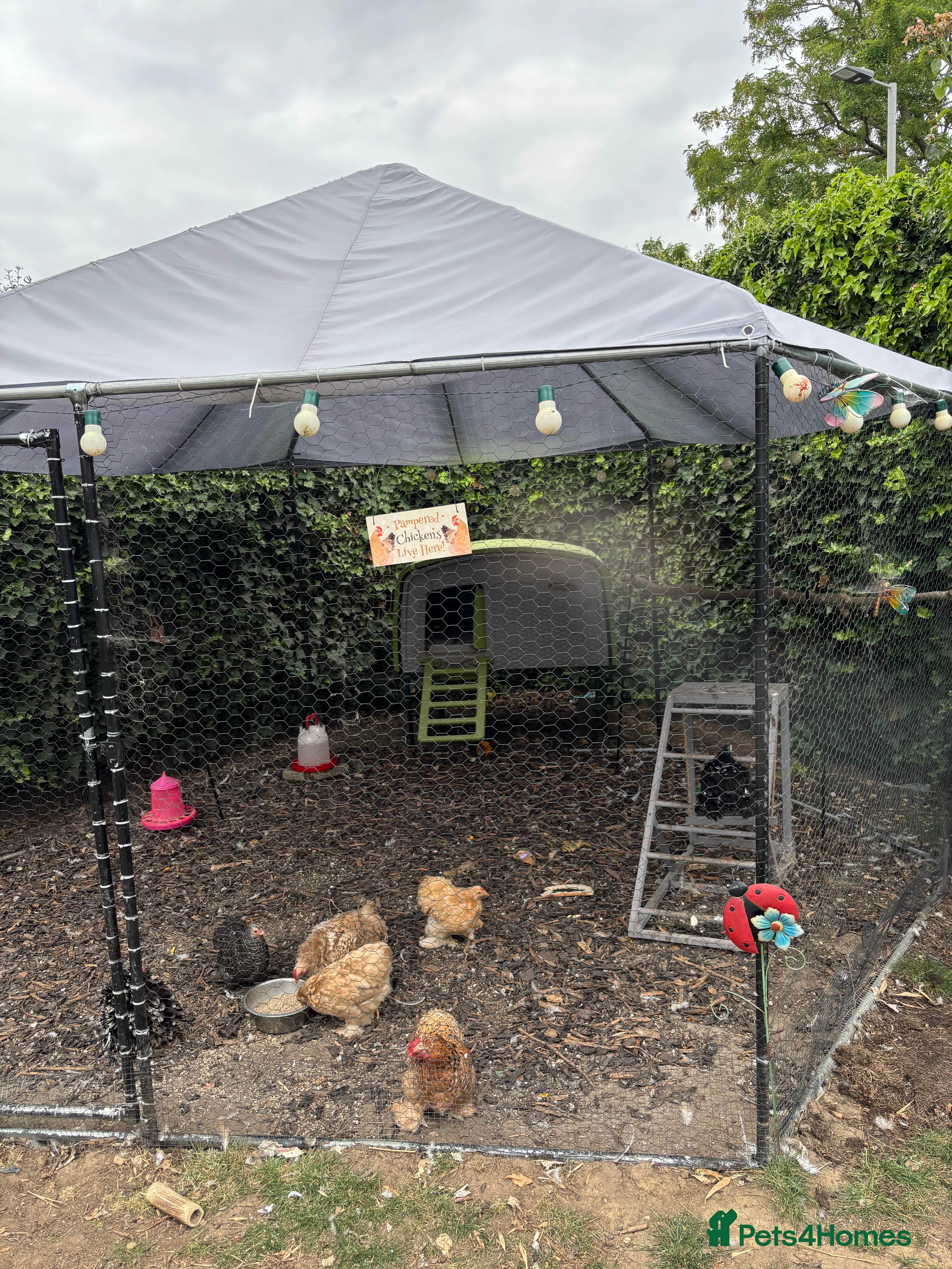 Chickens poultry Full set up including hens - Advert 1