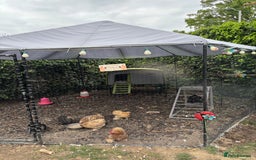 Chickens poultry for sale: Full set up including hens - Image 1
