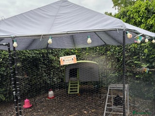 Chickens poultry Full set up including hens - Advert 1