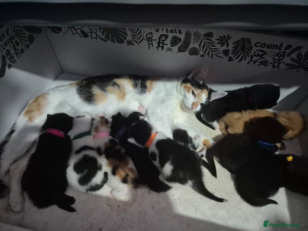 Mixed Breed cats Gorgeous kittens long and short haired - Advert 13