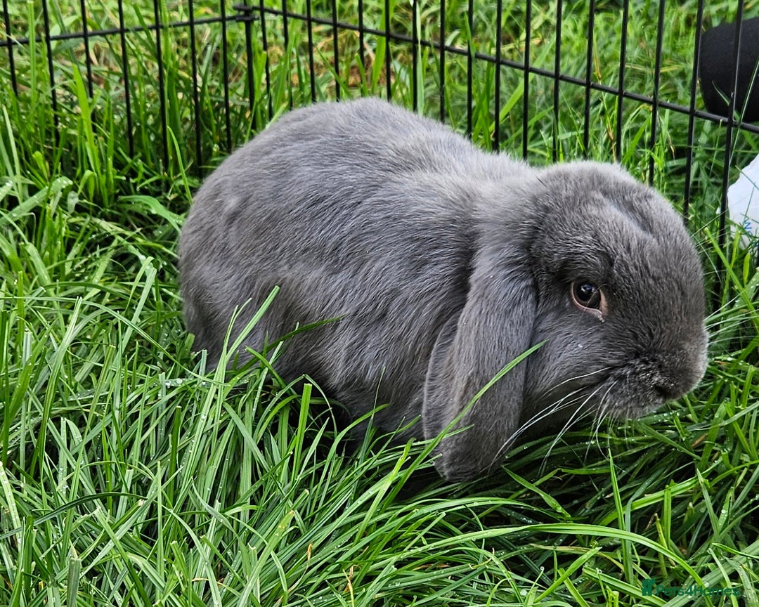 Mini Lop rabbits for sale: 💫💫💖Mini lop🐰🐰🐇🐇 - Image 5