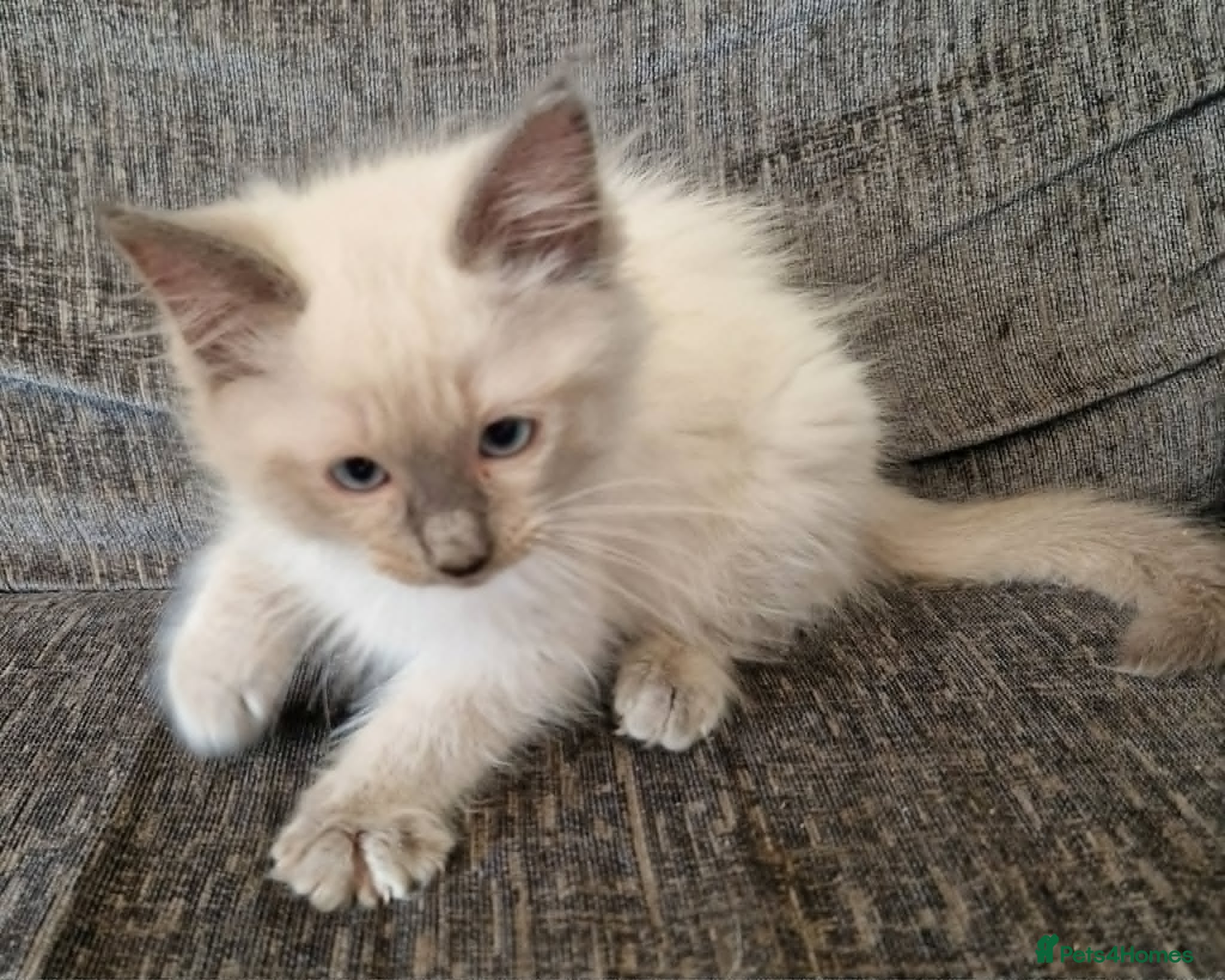 Ragdoll cats blue ragdoll kitten - Advert 11