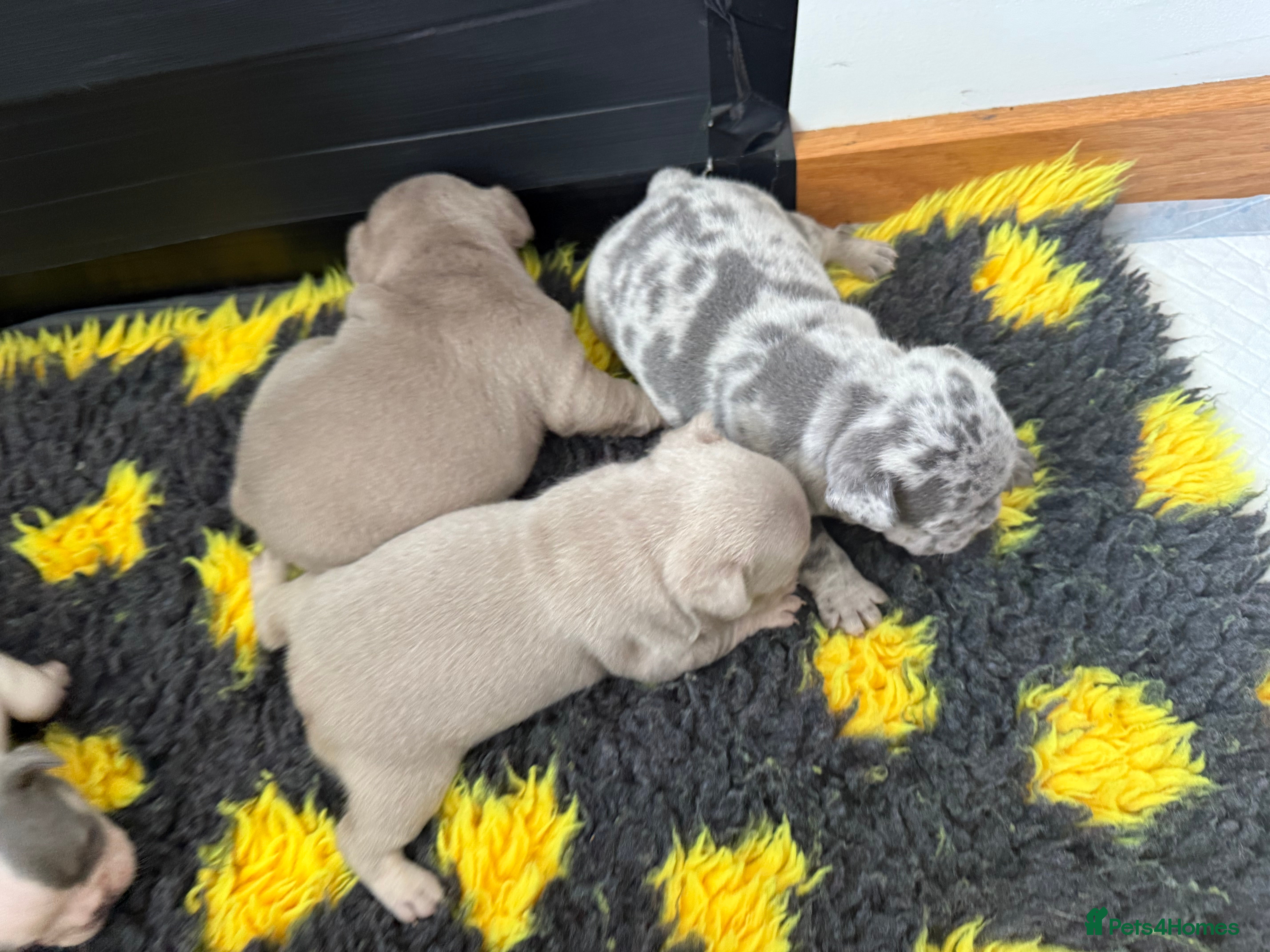 French Bulldog dogs Adorable French Bulldog Puppies for Sale 🐾 - Advert 21