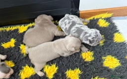 French Bulldog dogs for sale: Adorable French Bulldog Puppies for Sale 🐾 - Image 1
