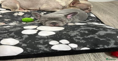 French Bulldog dogs - Advert 8