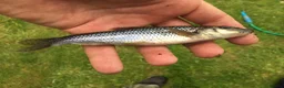 Minnows fish for sale: Native Coarse Fish: Perch, Roach, Rudd, Bream  etc - Advert 4
