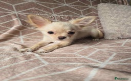 Chihuahua dogs for sale: 3 Handsome (KC) Chihuahua boys left (New photos) - Image 9
