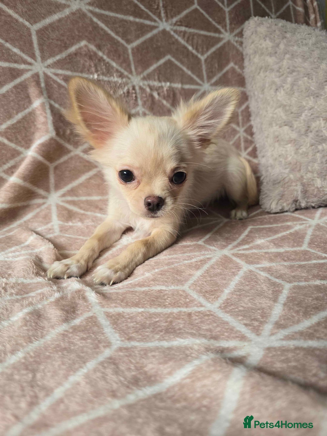 Chihuahua dogs for sale: 3 Handsome (KC) Chihuahua boys left (New photos) - Image 9