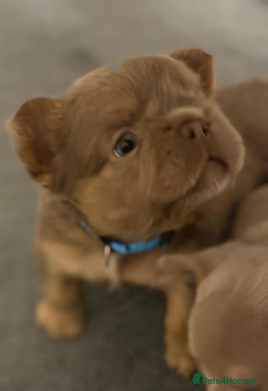 French Bulldog dogs for sale: Outstanding Frenchie pups  - Advert 6