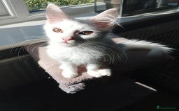 Maine Coon cats for sale: 4 Maine coon kittens white or ginger - Image 8