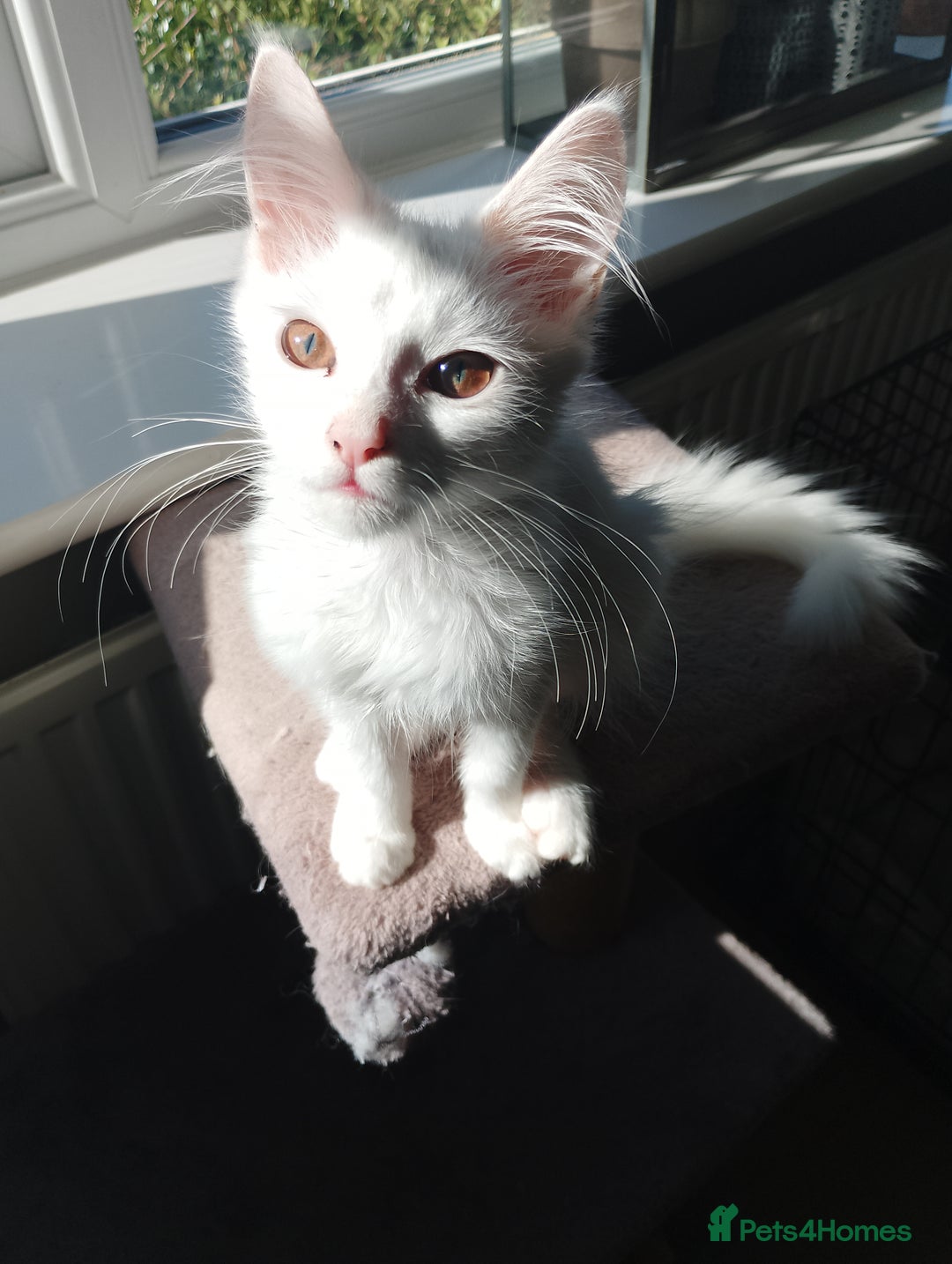Maine Coon cats for sale: 4 Maine coon kittens white or ginger - Image 8