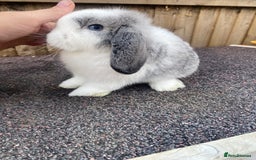 Mini Lop rabbits for sale: Mini lops  - Image 7