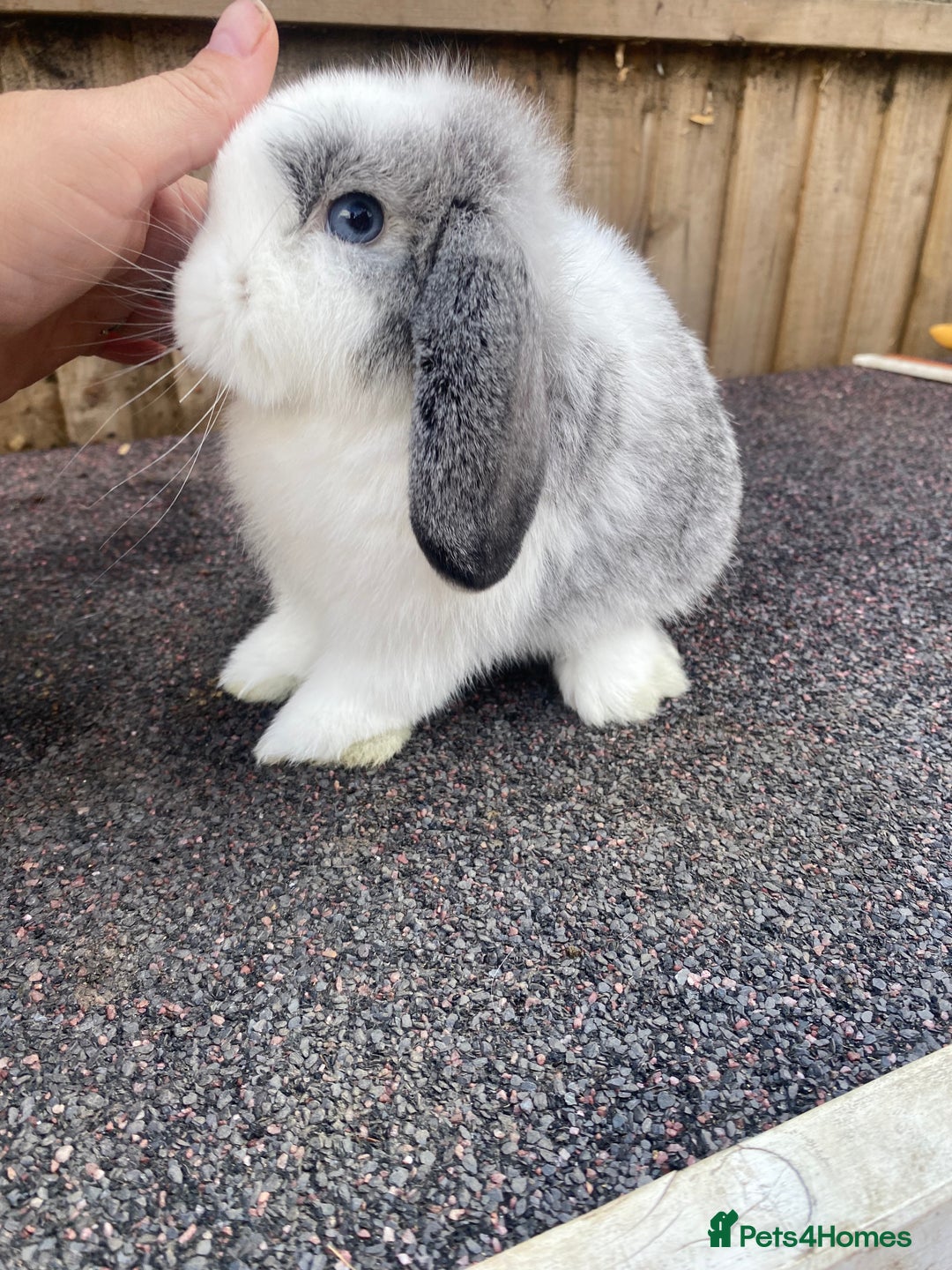 Mini Lop rabbits for sale: Mini lops  - Image 7