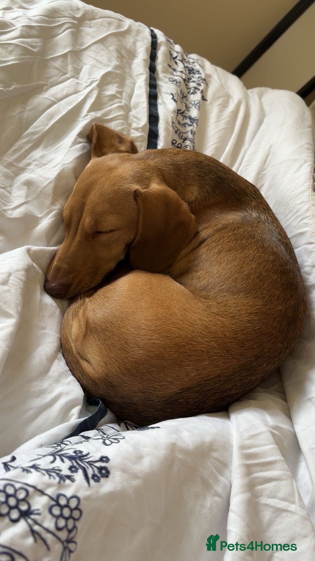 Miniature Dachshund dogs for sale: miniature dachshund female 1yo - Advert 8