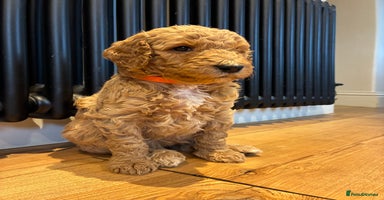 Standard Poodle dogs Beautiful KC Registered Standard Poodle Puppies - Advert 12