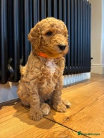 Standard Poodle dogs Beautiful KC Registered Standard Poodle Puppies - Advert 12