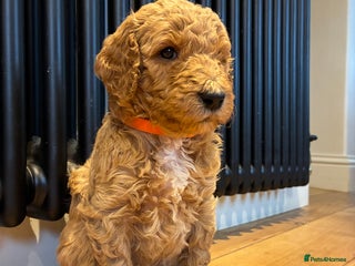 Standard Poodle dogs - Advert 5