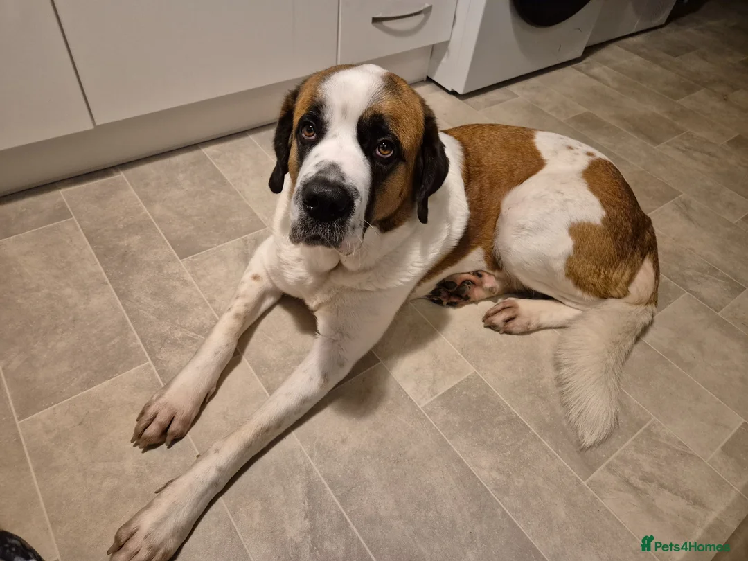 Mixed Breed dogs for sale: Caucasian Shepherd x St Bernard Bitch  - Advert 4